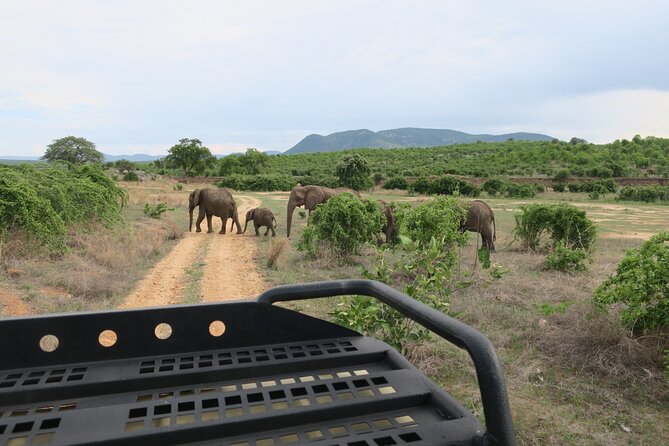 2 Days Mikumi Private Safari from Zanzibar with Accommodation - Why Mikumi works for a short Zanzibar safari