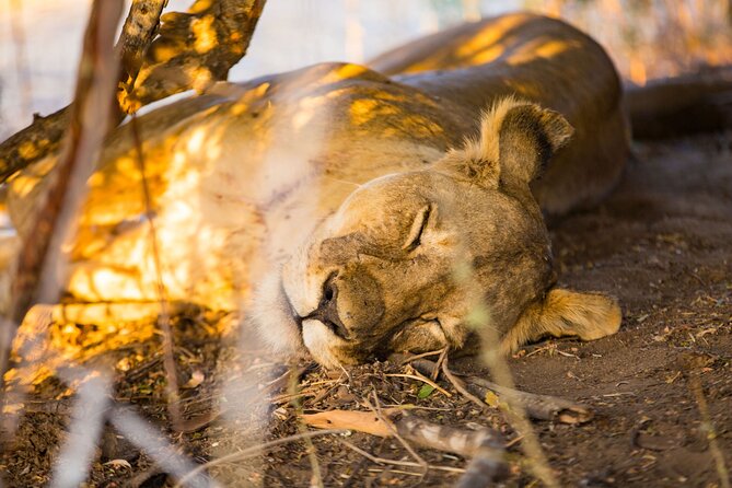 2 Days Mikumi Private Safari from Zanzibar with Accommodation - Early morning wildlife on day two