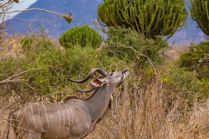 2 Days Mikumi Private Safari from Zanzibar with Accommodation - What the $730 price means