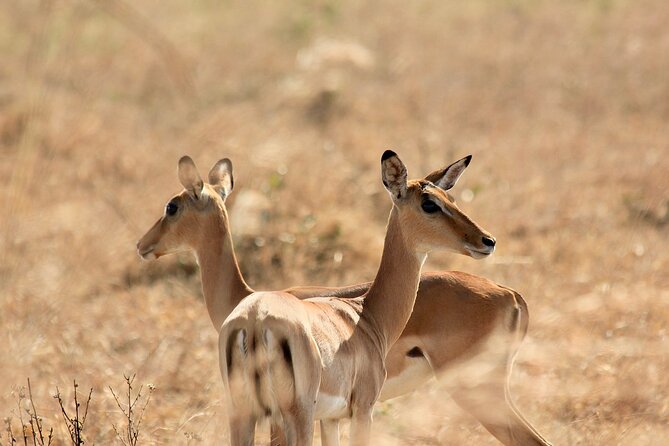 2 Days Mikumi Private Safari from Zanzibar with Accommodation - The early ferry from Zanzibar