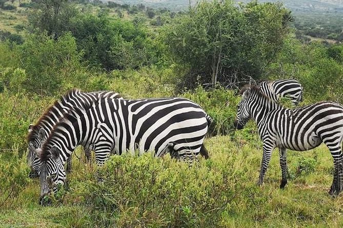 2 Days - Mikumi safari depart from Zanzibar or Dar es salaam - Key points to know before booking