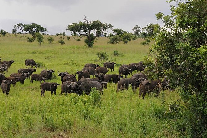 2 Days - Mikumi safari depart from Zanzibar or Dar es salaam - Why Mikumi works for a short safari