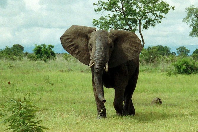 2 Days - Mikumi safari depart from Zanzibar or Dar es salaam - What you may see on the game drives