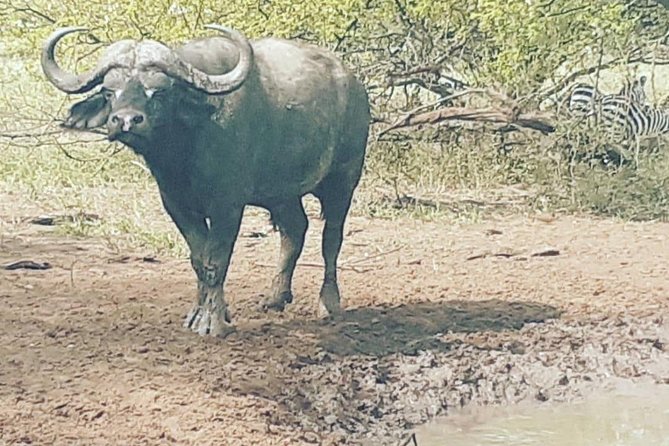 2 Days - Mikumi safari depart from Zanzibar or Dar es salaam - The sunrise drive and return to Zanzibar