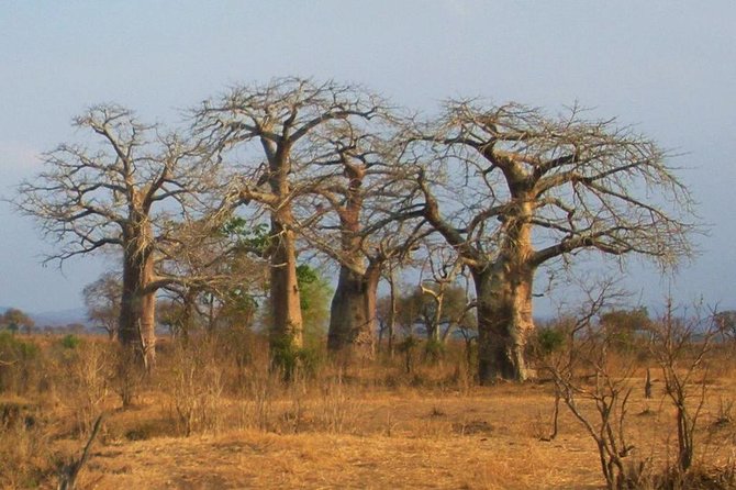 2 Days - Mikumi safari depart from Zanzibar or Dar es salaam - Is $620 good value?
