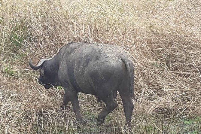 2 Days - Mikumi safari depart from Zanzibar or Dar es salaam - Who should choose this safari