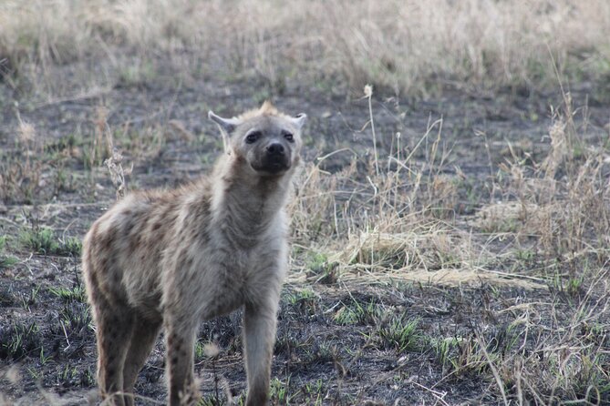 2 days private lodge safari - What the safari vehicle and guide setup mean