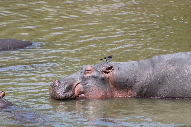 2 days private lodge safari - Final call: book it if the logistics suit you
