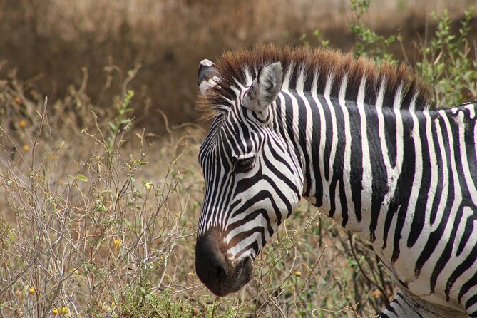 2 days private lodge safari - The overnight stay near Mto wa Mbu