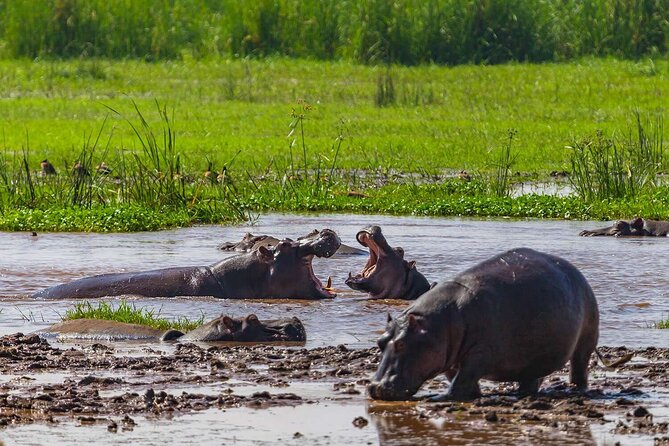 2 Days Private Midrange Safari from and back to Zanzibar - Is $1,557 per person good value?