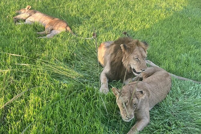 2 days private safari to Mikumi N park from Zanzibar or Dsm - Key points at a glance