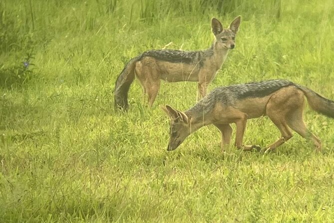 2 days private safari to Mikumi N park from Zanzibar or Dsm - Leaving Dar es Salaam at 6 or 7 AM