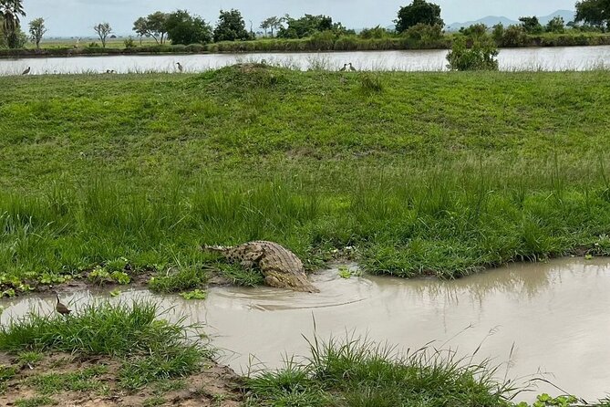 2 days private safari to Mikumi N park from Zanzibar or Dsm - The private format and guide service