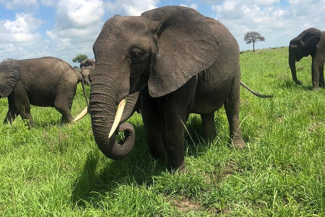 2 days private safari to Mikumi N park from Zanzibar or Dsm - Lunch inside the park and the first game drive