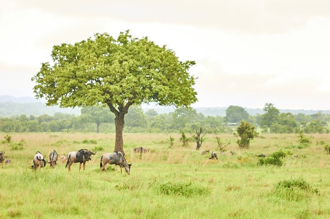 2 Days Private Safari Tour of Mikumi - Where the value is strongest