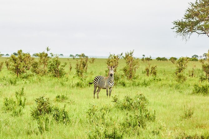 2 Days Private Safari Tour of Mikumi - Who will enjoy this Mikumi safari most?