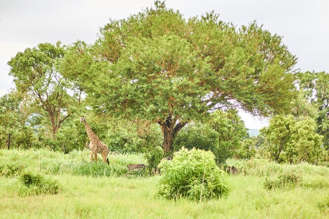 2 Days Private Safari Tour of Mikumi - Should you book the 2-day Mikumi safari?