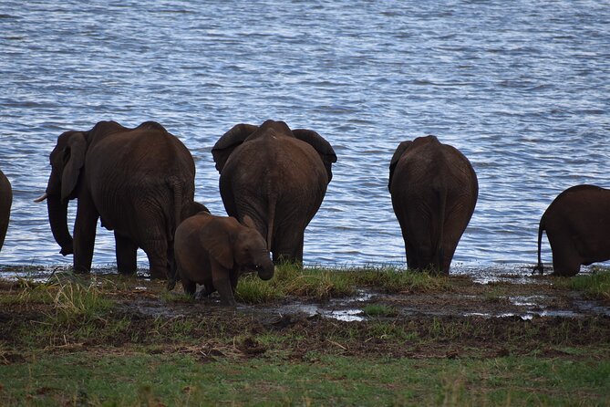 2-Days Private The Ultimate Tanzania Safari Tour - Day one: elephants and baobabs in Tarangire