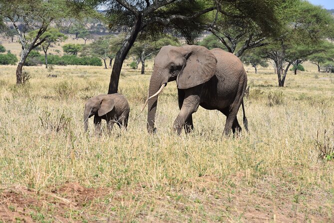 2-Days Private The Ultimate Tanzania Safari Tour - Day two: an early drive into Ngorongoro Crater