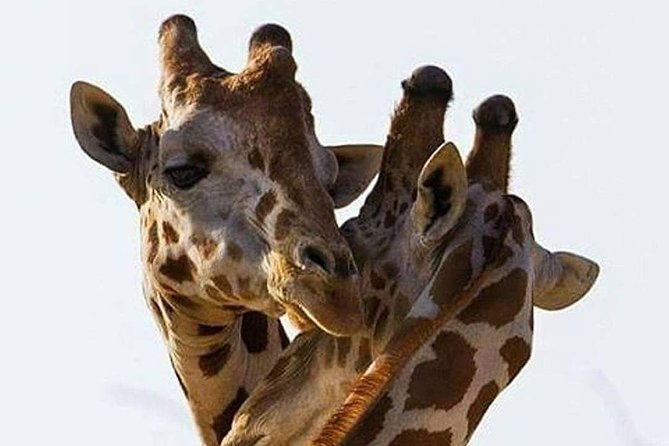 2 days quick trip to Mikumi National park - A quick safari from Dar es Salaam