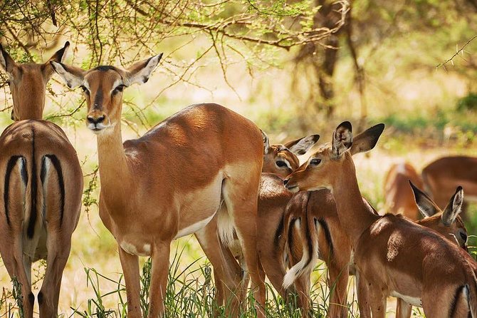 2 days quick trip to Mikumi National park - The early morning search for wildlife