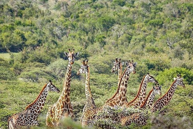 2 days quick trip to Mikumi National park - Why the Mkata floodplain matters