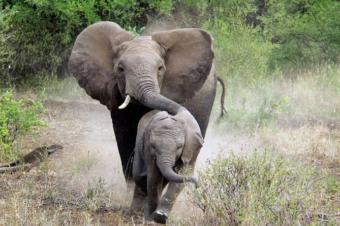 2 Days Saadani National Park From Zanzibar - Day two: an early drive and a late return