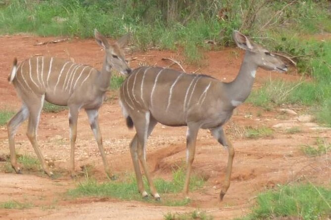 2 Days Saadani National Park From Zanzibar - What wildlife can you realistically expect?
