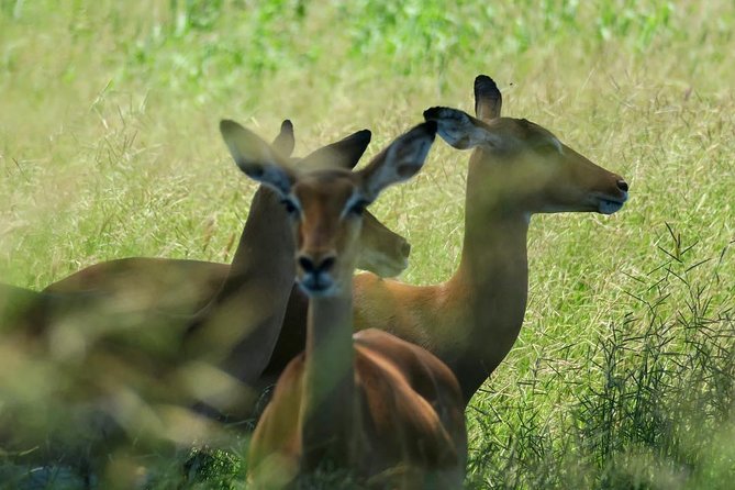 2 Days Saadani National Park From Zanzibar - Why the private format matters