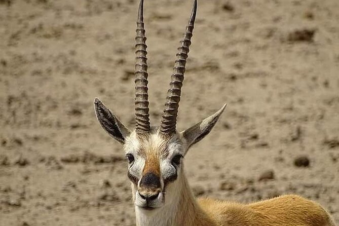 2 Days Saadani National Park From Zanzibar - Meals, lodging, and what the price covers