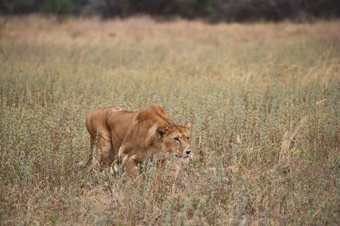 2 Days Safari in Tarangire and Ngorongoro Crater - Why Tarangire makes a strong first day
