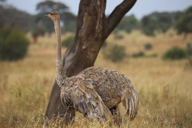 2 Days Safari in Tarangire and Ngorongoro Crater - Ngorongoro Crater and the early start