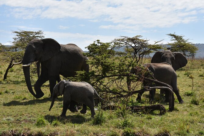 2 Days Safari through Tarangire NP and Lake Manyara NP - The comfort and cost of a two-day schedule
