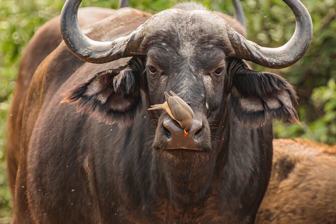 2 Days Tanzania Midrange Group Join Safari - Key points at a glance