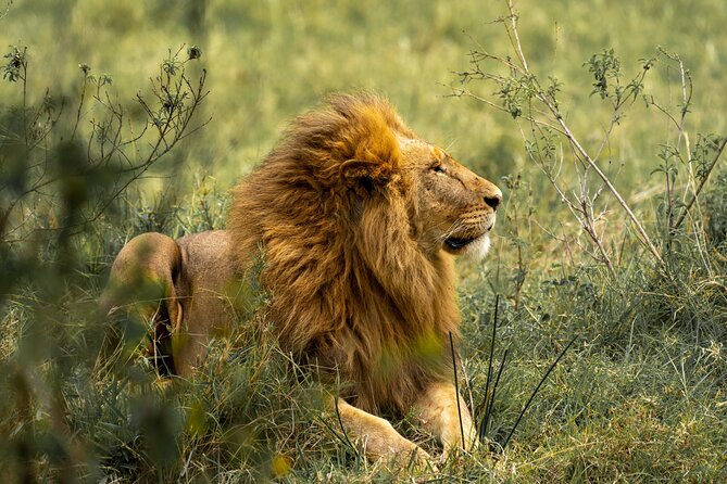 2 Days Tanzania Midrange Group Join Safari - Arusha to Tarangire: a full day among elephants and baobabs