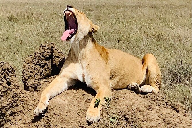 2- Days Tanzania Private (Budget) Safari - The pace, road time, and practical tradeoffs