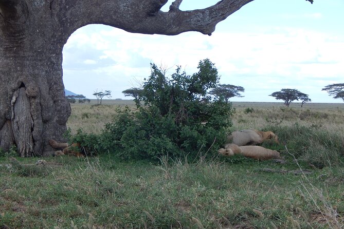 2 Days Tarangire and Ngorongoro Crater Tour - Guides, group size, and the feel of the trip