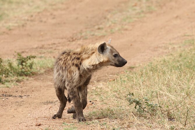 2 Days Tarangire and Ngorongoro Group Camping Safari - Why this two-day safari works