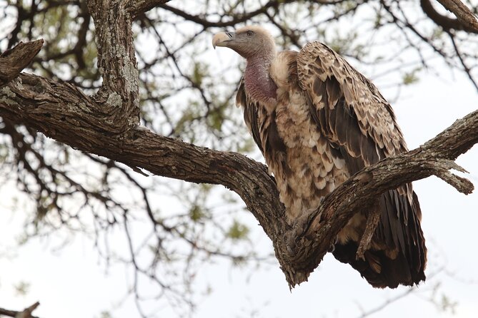 2 Days Tarangire and Ngorongoro Group Camping Safari - Camping near Ngorongoro after the first drive