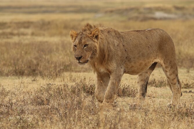 2 Days Tarangire and Ngorongoro Group Camping Safari - The guide and service experience