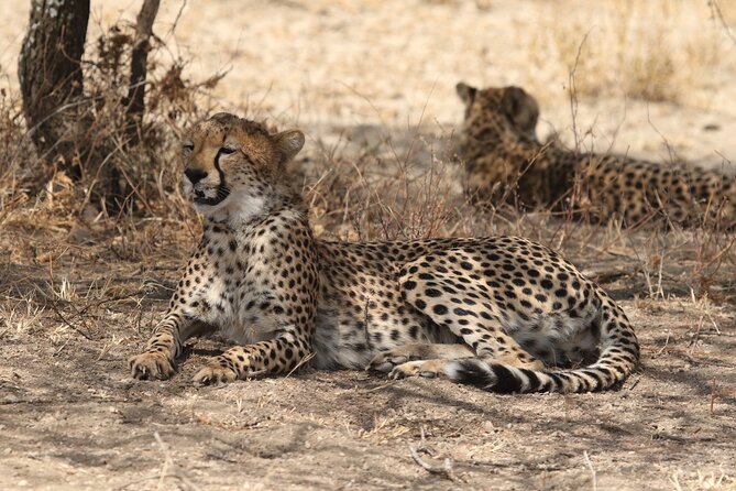 2 Days Tarangire and Ngorongoro Group Camping Safari - Booking details that matter