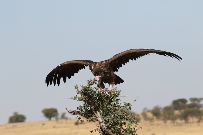 2 Days Tarangire and Ngorongoro Group Camping Safari - Day one: Tarangire’s elephants and baobabs
