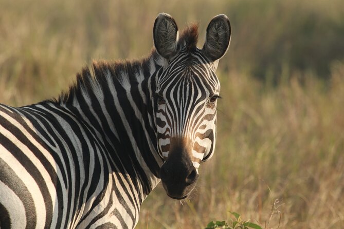 2 Days Tarangire and Ngorongoro Mid-Range Group Safari - Key points to know before booking
