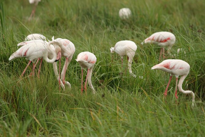 2 Days Tarangire and Ngorongoro Mid-Range Group Safari - Why this two-day route works