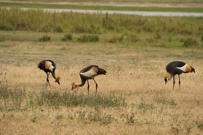 2 Days Tarangire and Ngorongoro Mid-Range Group Safari - Group size, timing, and comfort