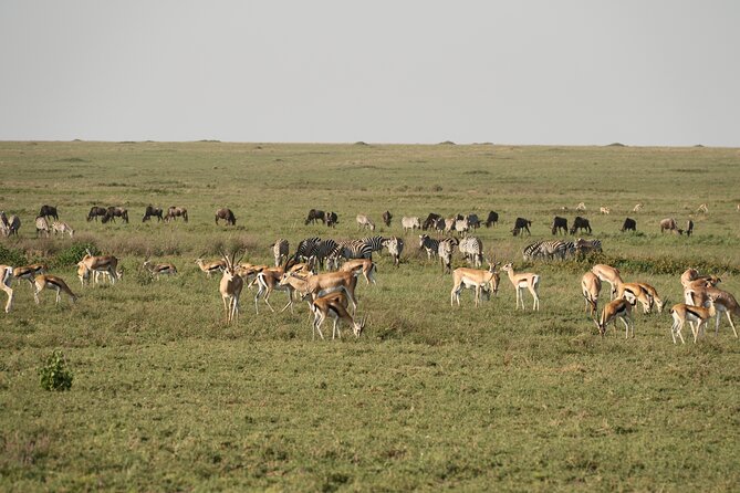 2 Days Tarangire and Ngorongoro Mid-Range Group Safari - Tarangire: elephants beneath the baobabs