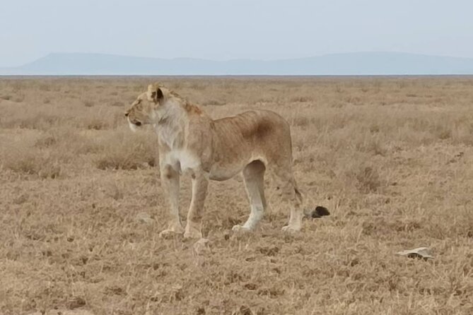 2 Days Tarangire and Ngorongoro Safari from Zanzibar - Camping, meals, and the first night