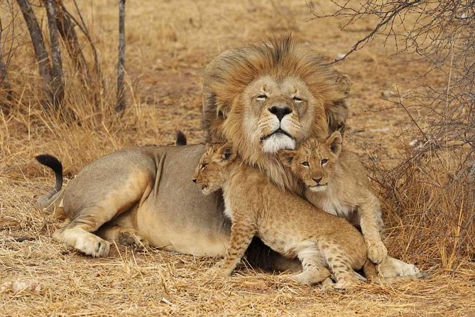 2 Days Tarangire and Ngorongoro Safari from Zanzibar - What the guide can add to the trip