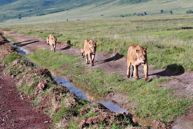 2 Days Tarangire and Ngorongoro Safari from Zanzibar - Lake Manyara needs a clear answer