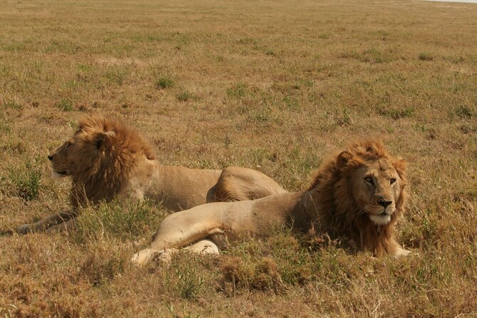 2 Days Tarangire and Ngorongoro Safari from Zanzibar - Timing, comfort, and what to pack
